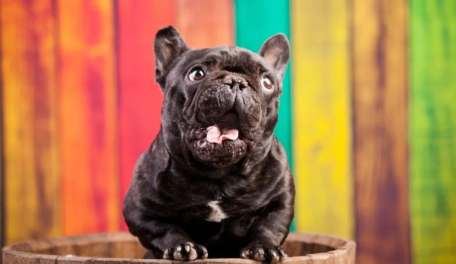 How Long Do French Bulldogs Live? Petzooie